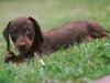 bilder-19-6-2011-herr-merten-096