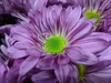 huendin-lila-02-11-2014-008