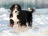 huendin-gelb-19-12-2014-013-6
