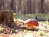 huendin-rot-24-12-2014-011-2