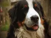 athos-dscf1367