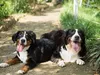 bilder-19-6-2011-herr-merten-053