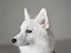 pamela-6-wochen-alt-28-9-2012