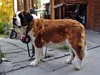 heidi-ist-am-15-8-2012-mama-von-drei-buebe-und-einem-maidli-geworden