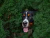 Treffen der Sennenhundfreunde Ortenau