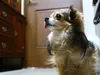 papa-eros-07-12-2014-6