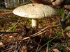 huendin-weiss-26-10-2014-2