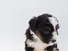 die-drei-brueder-02-11-2014-008-4