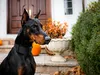 ruede-braun-26-10-2014