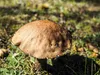 ruede-blau-09-11-2014-4
