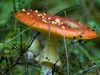 bilder-herr-merten-2-162