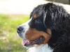 wurfkiste-mit-tessy-4-5-11
