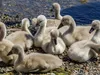 huendin-gelb-02-11-2014-004