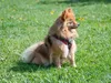 huendin-orange-26-10-2014-2
