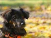 huendin-orange-26-11-2014-003