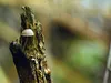 huendin-gelb-14-12-2014-013-1