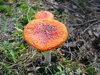 huendin-rot-26-10-2014-2
