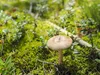 amelie-kopie-2-von-img_1238
