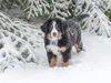 huendin-gelb-2-wochen-alt-29-8-2012-0