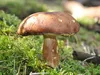 bilder-19-6-2011-herr-merten-059