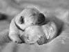 b-wurf-15-12-2014-cara-und-welpen-001-4