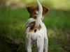 bilder-19-6-2011-herr-merten-028