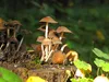bilder-herr-merten-2-287