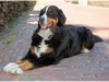 s-hochzeitsfoto-3
