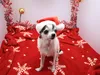 Tessy und Indira Dezember 2008