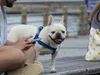 huendin-weiss-05-12-2014-002