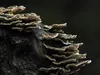 b-wurf-21-10-14-die-stolze-mama