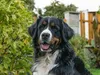 bilder-herr-merten-2-061