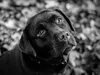 ruede-gruen-14-12-2014-018-6