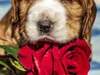 huendin-rosa-24-12-2014-024-1