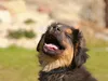 bilder-herr-merten-2-170_0