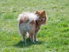 huendin-orange-li-19-12-2014-001-5