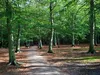 huendin-hellgruen-05-12-2014-001