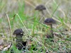 bilder-19-6-2011-herr-merten-088